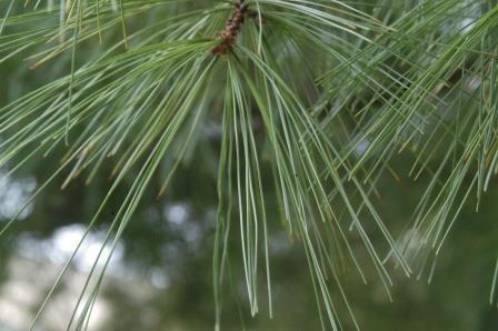 Pine foliage