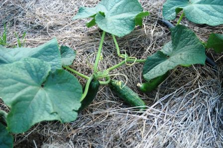 Cucumber Foliage and Fruit