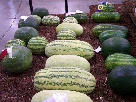 Assorted types of watermelon fruits